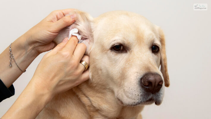 What Causes Excessive Earwax In Dogs