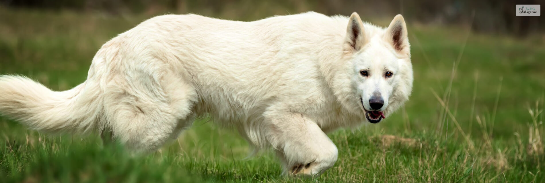 White German Shepherd