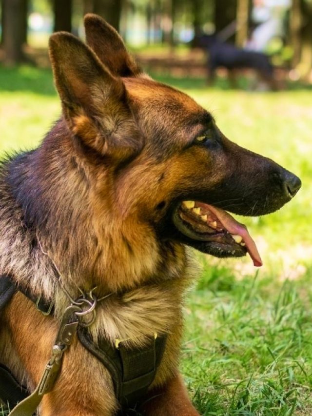 The Top 10 Most Popular German Shepherd Mixes ThePetsMagazine