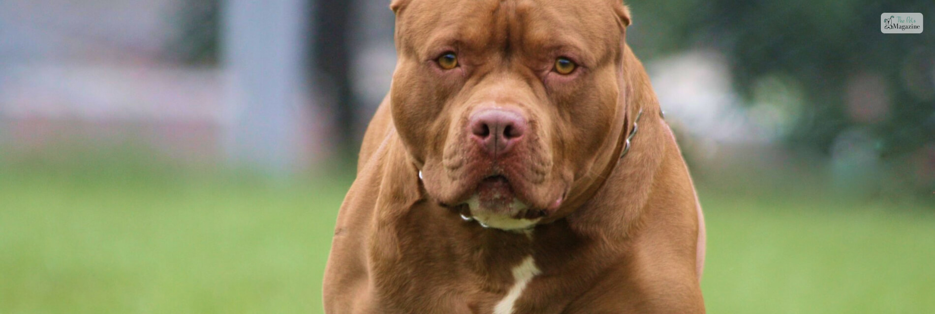 pitbull dog muscular