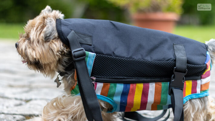 strap on a dog backpack on your dog’s back