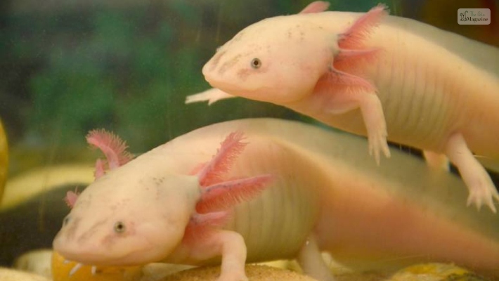 A To Z Axolotl Names