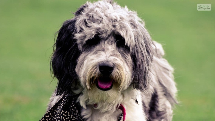 Aussiedoodle (Australian Shepherd + Poodle)  