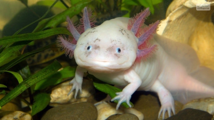 Axolotl Names After Colors
