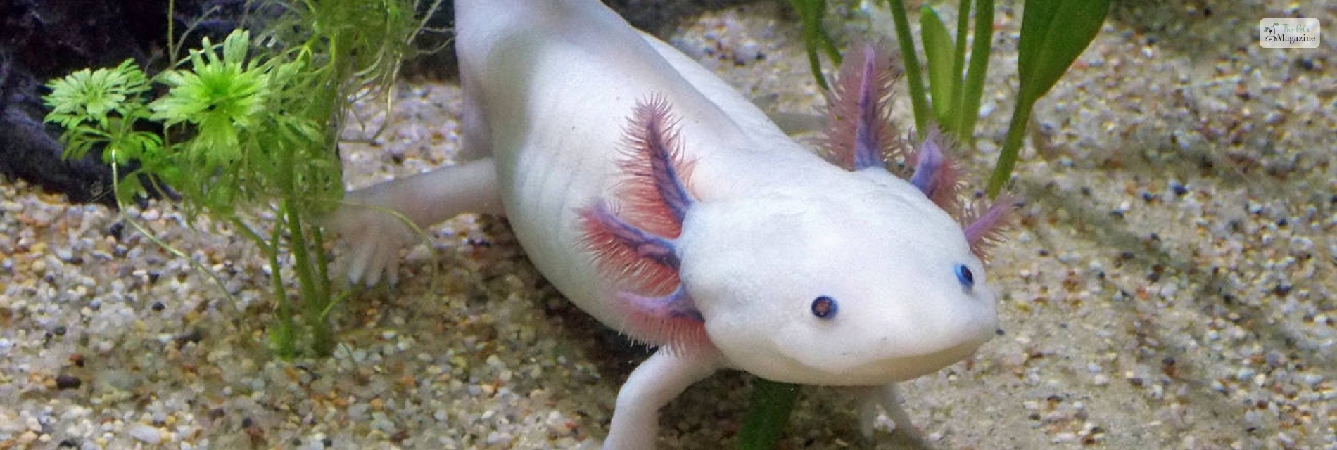 Axolotl Names