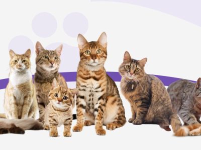 Cool And Creative Cat Names