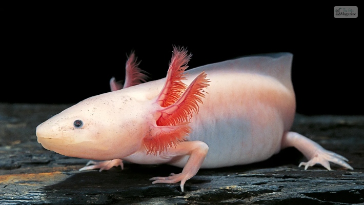 Cute Axolotl Names For Boys