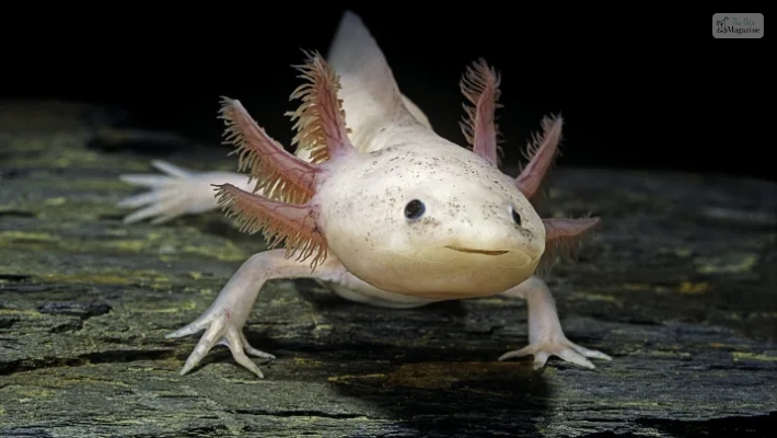 Cute Axolotl Names For Girl