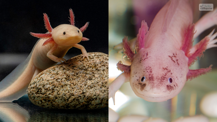 Cute Axolotl Names For Both Male & Female
