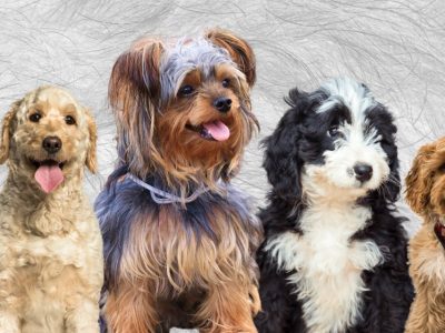 From Labradoodles to Goldendoodles