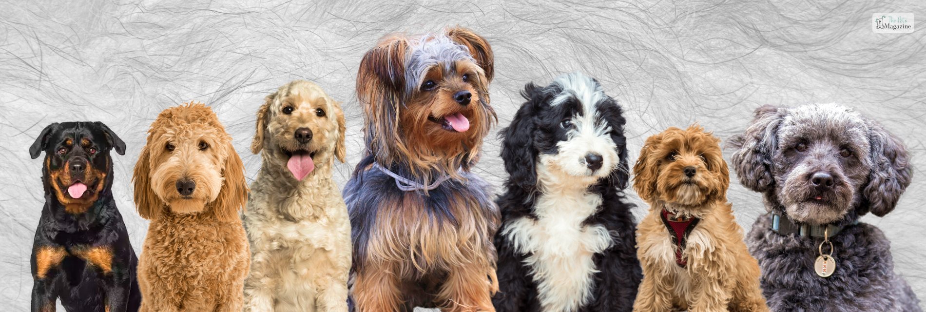 Exploring the Different Types of Doodle Dogs