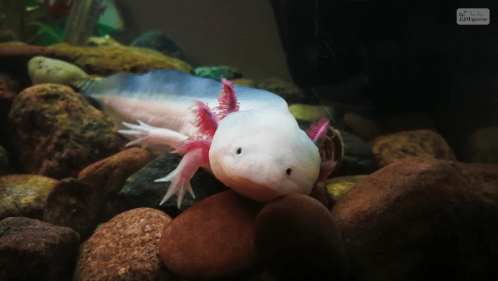 Gender-Neutral Axolotl Names