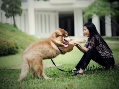 Getting A Dog