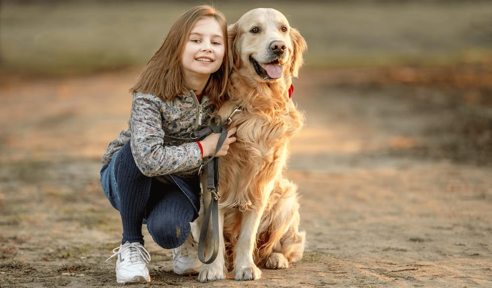 Golden Retriever Care