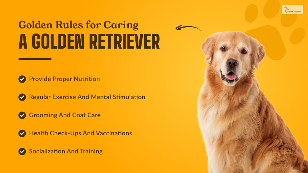 Guideline for Caring for a Golden Retriever