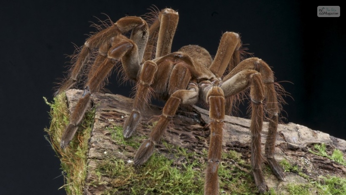 Habitat of Goliath Bird-eating spider