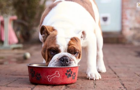 How To Recover Your Dog's Gut After Antibiotics