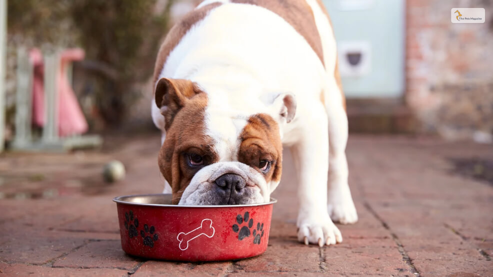 How To Recover Your Dog's Gut After Antibiotics