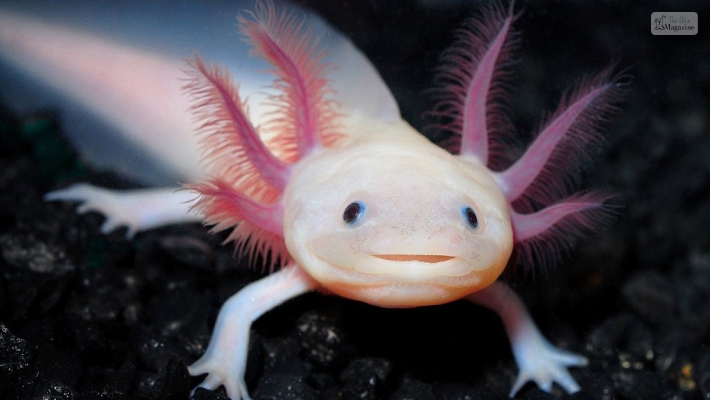 Japanese Axolotl Names