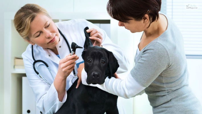 Make Annual Vet Appointments