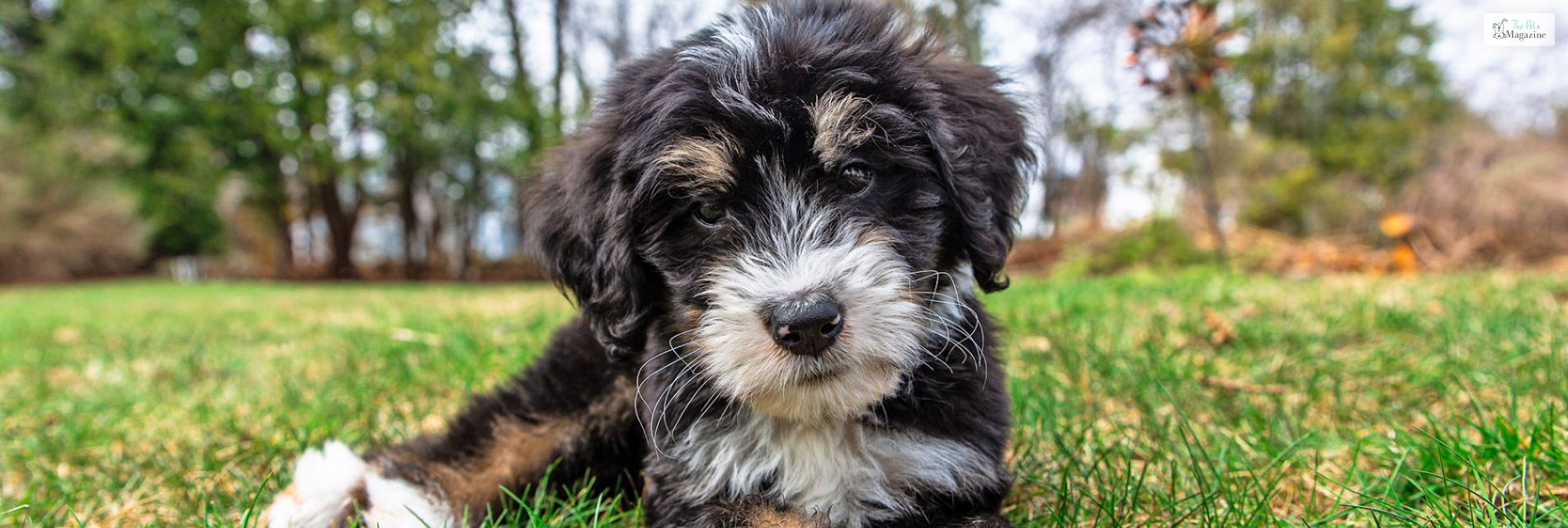 Mini Bernedoodles