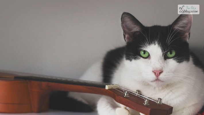 Musician-Inspired Cat Names