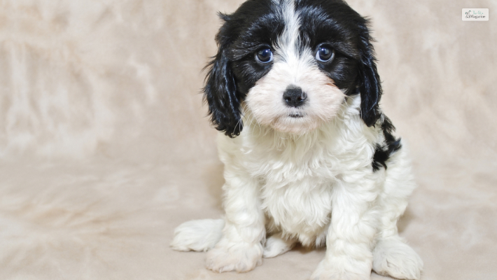 Not Very Slobbery mini bernedoodle