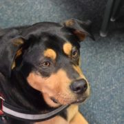 service dog with vest sitting on the ground inside