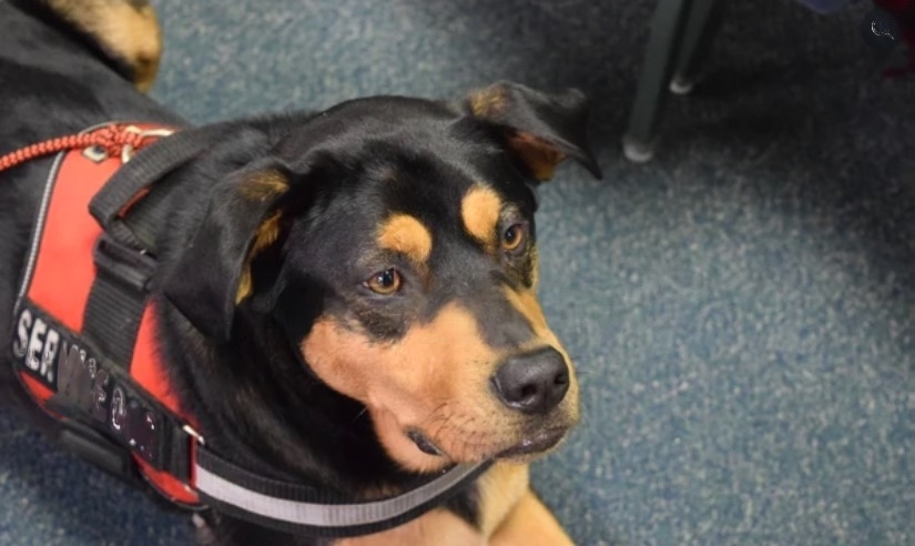 service dog with vest sitting on the ground inside