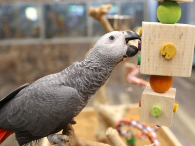 Parrot Toys