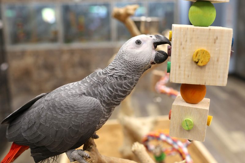 Parrot Toys