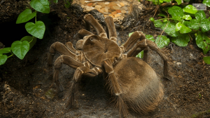 Reproduction of Goliath spider