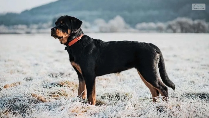 Rottle (Rottweiler + Poodle)