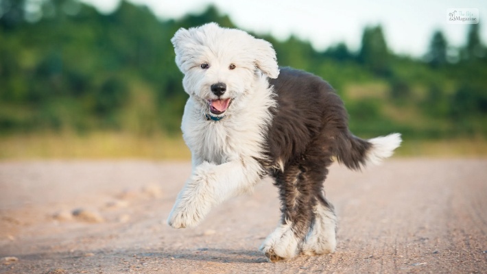 Sheepadoodle (Old English Sheepdog + Poodle)