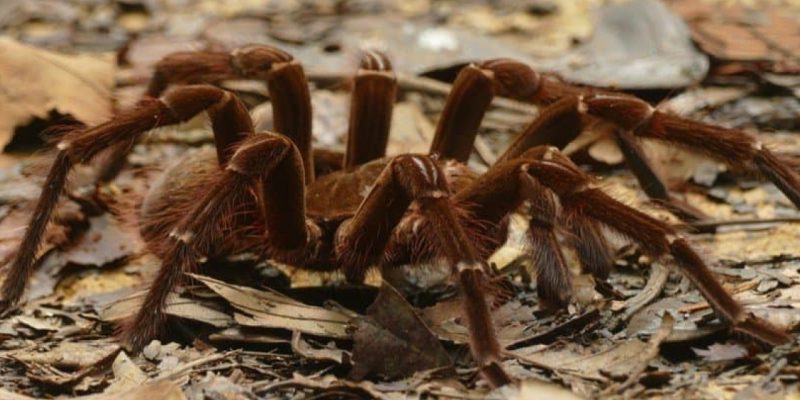 The Biggest Spider