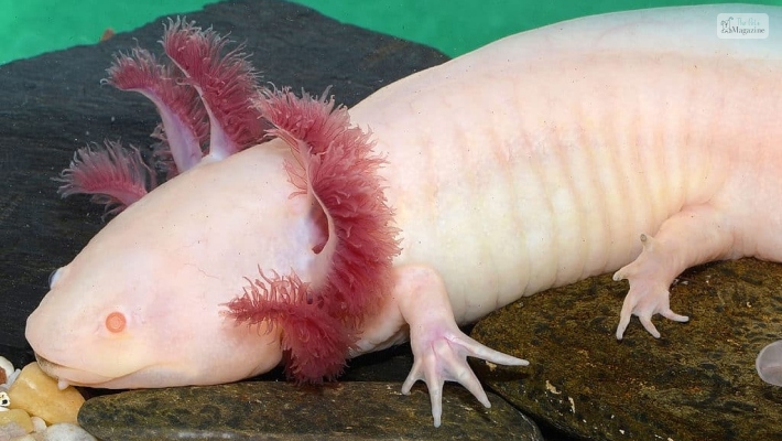 Unusual Names For An Axolotl

