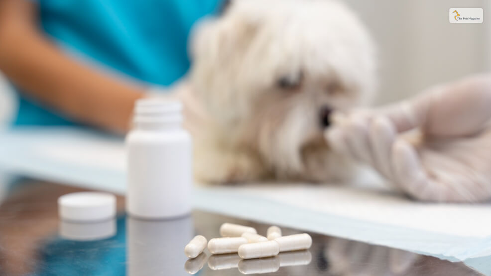 What Are Antibiotics And How Do They Affect Dogs’ Guts