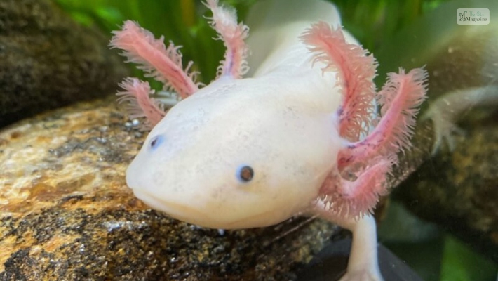 Whimsical Names For An Axolotl