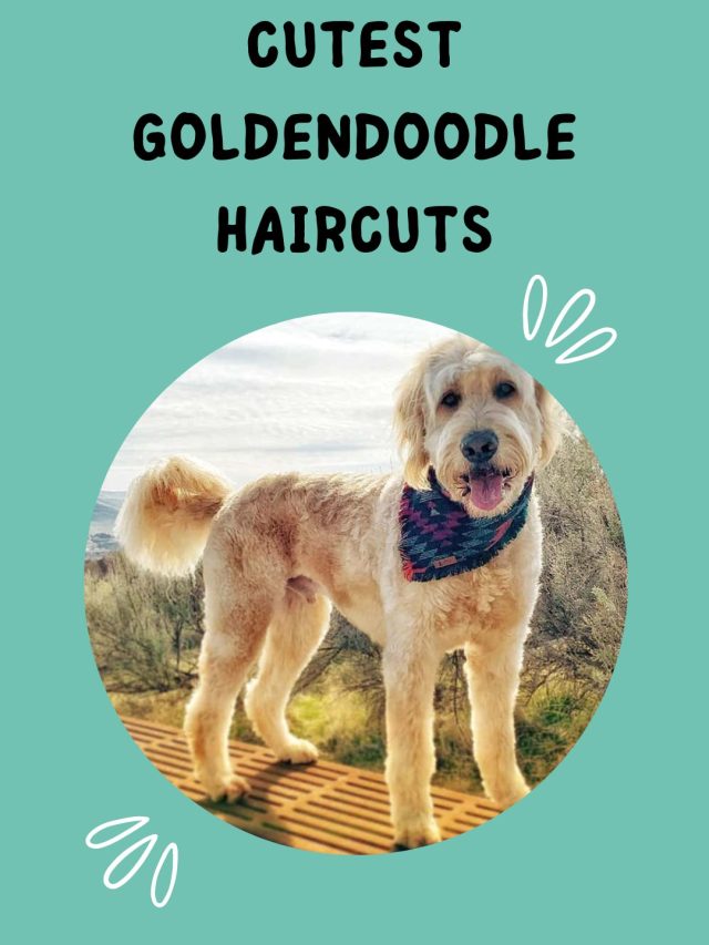 Cutest Goldendoodle Haircuts In 2023 - ThePetsMagazine