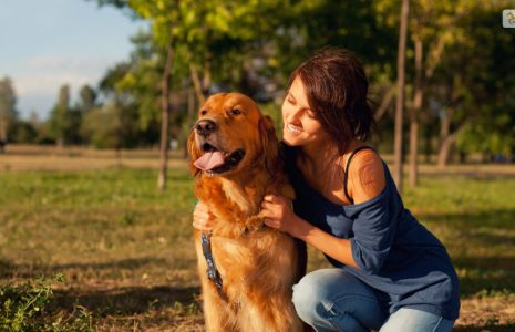 golden rules for golden retriever