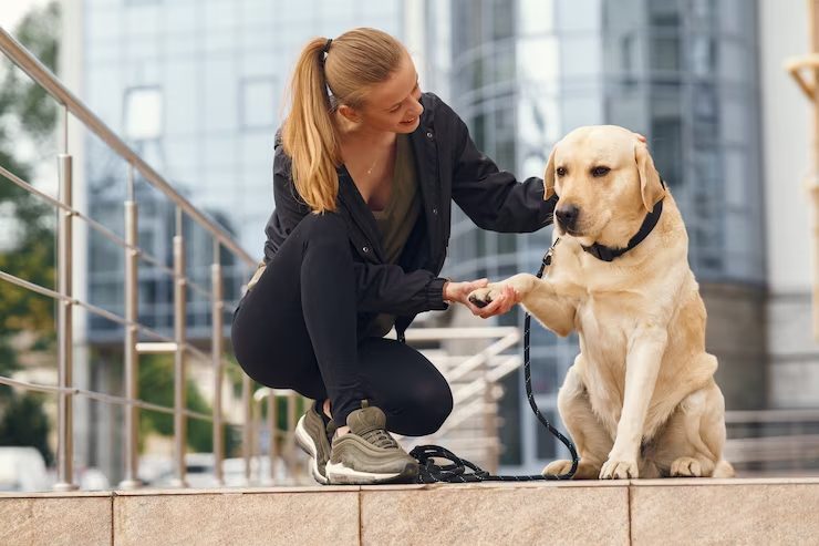 Dog Can Help You Improve Your Mental Health