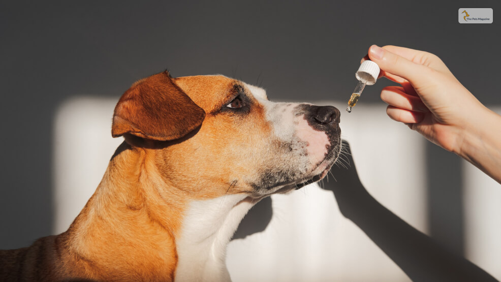 Alternatives for Trazodone for Dogs