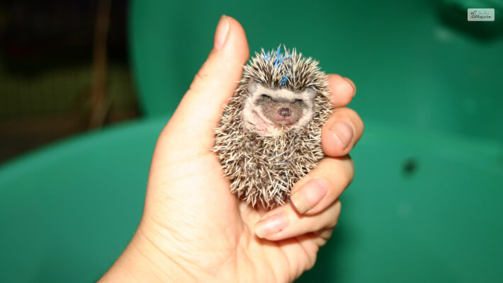 Appropriate To Touch Baby Hedgehogs