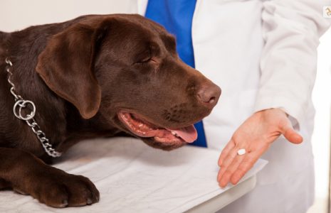 Aspirin Dosage for Dogs