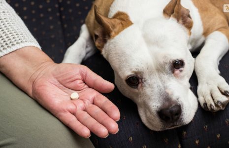 Benefits of Trazodone for Dogs