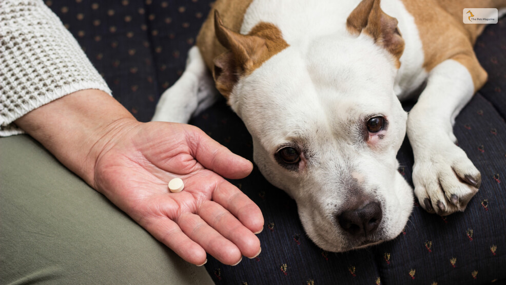 Benefits of Trazodone for Dogs