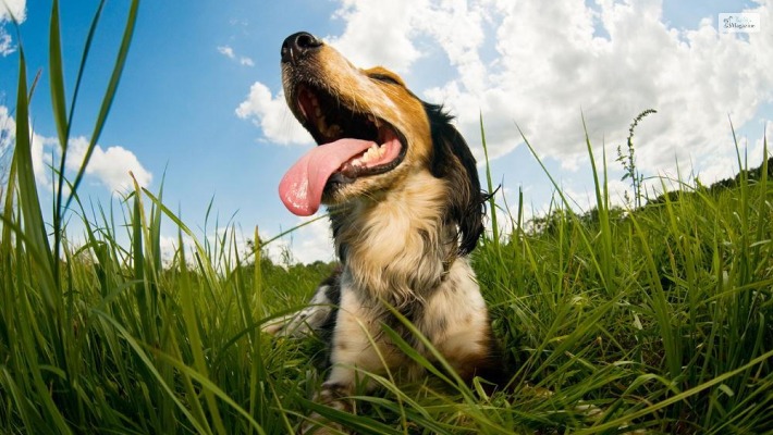 Common causes for rapid breathing in dogs