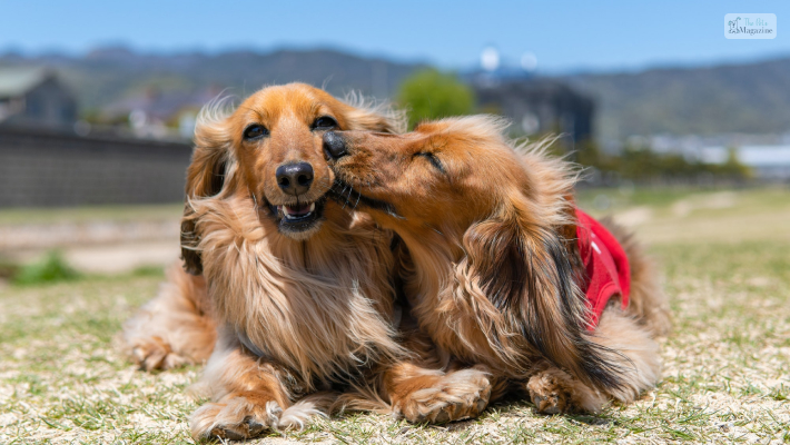 Display of dog affection