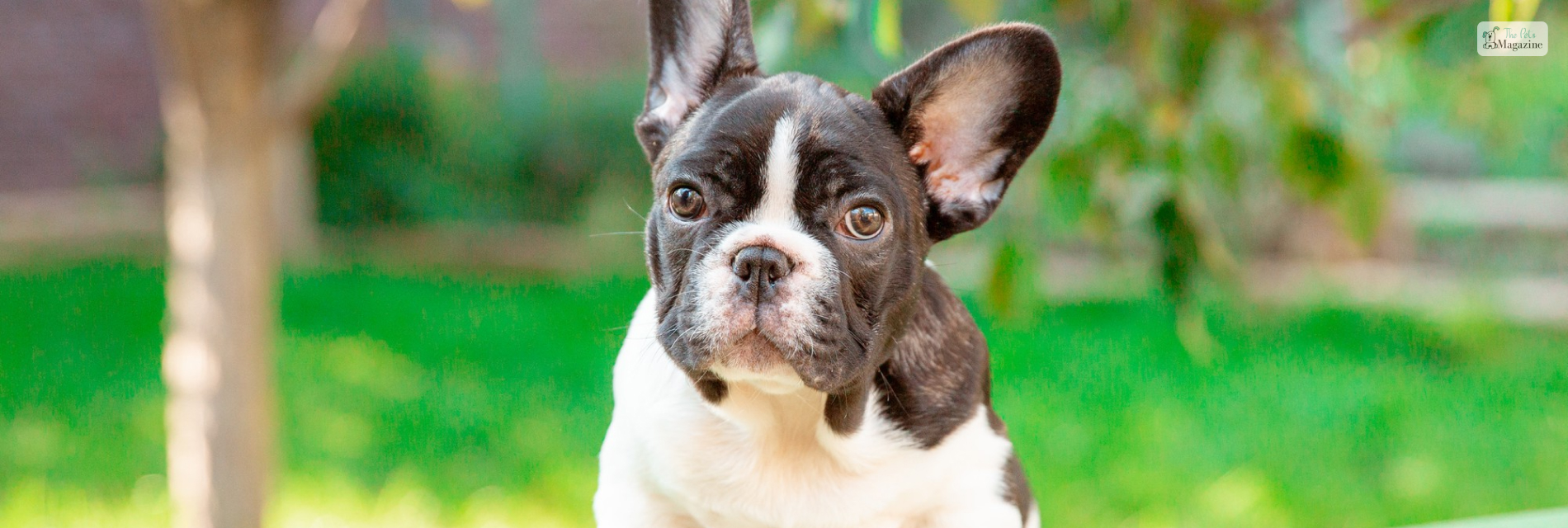 Fluffy French Bulldogs