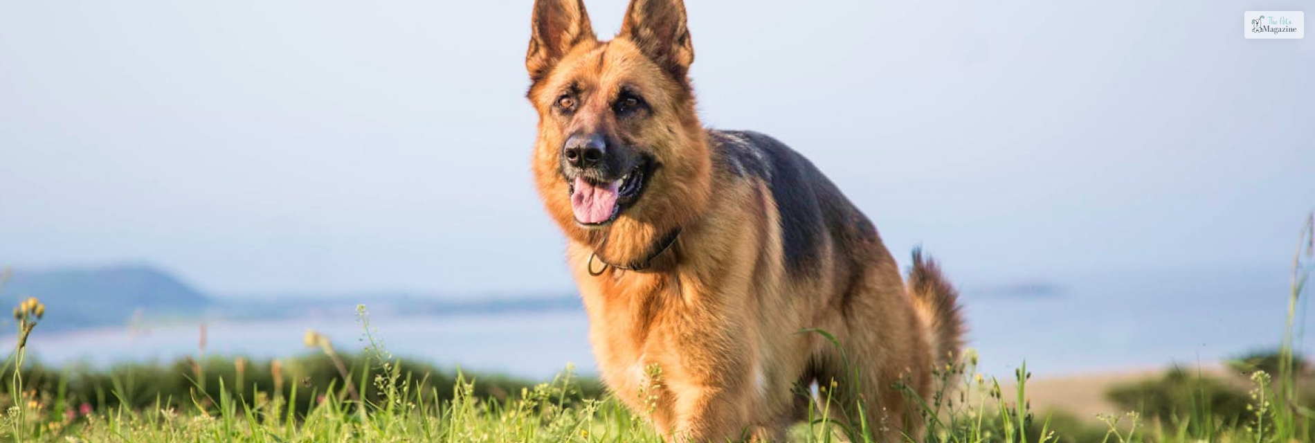 German Shepherd's Lifespan